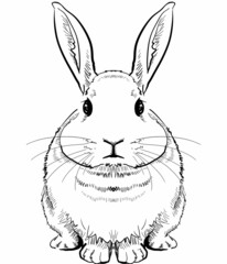 立ち澄ますウサギ-正面図モノクロ
