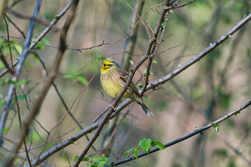 Yellowhammer Emberiza citrinella sits on a tree in the morning
