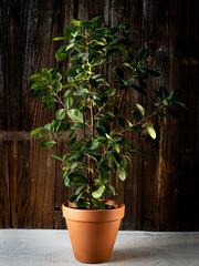 Indoor Ficus tree plant in terracotta flower pot on dark wooden background. Houseplant care
