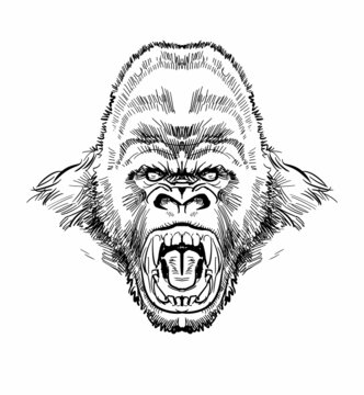 ゴリラ Images Browse 2 605 Stock Photos Vectors And Video Adobe Stock