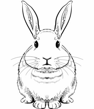 立ち澄ますウサギ-正面図モノクロ