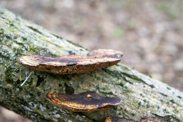 Mushrooms on the trunk of an old tree against a forest background. Mushroom close-up in the natural environment. Beautiful forest landscape