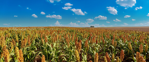 Biofuel and new boom Food, Sorghum Plantation industry. Field of Sweet Sorghum stalk and seeds. Millet field. Agriculture field of sorghum, named also Durra, Milo, or Jowari. Healthy nutrients  - obrazy, fototapety, plakaty