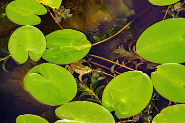 Close view of frog in the pond water with plants