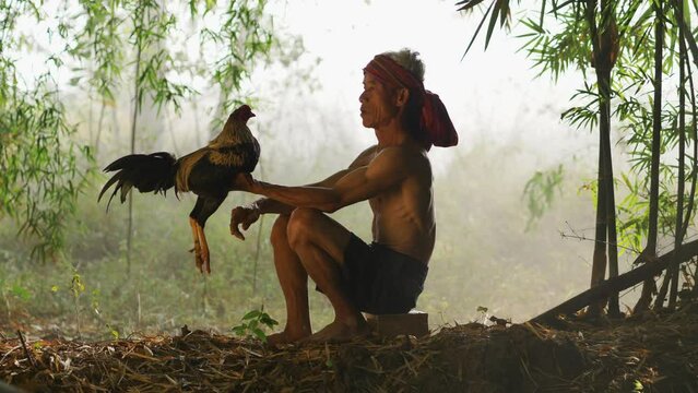 Asian senior man, shirtless and turban with loincloth, sitting and touch the mouth of a gamecock in his hand. He teases the beautiful gamecock with love.