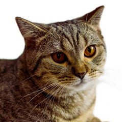 portrait of tiger tabby kitten isolate