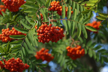 Red rowan fruits.