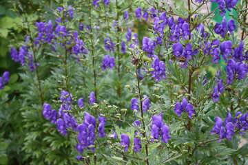 Naklejka premium field of purple flowers