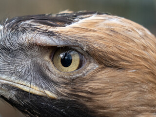 Adler