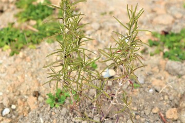 地植えのローズマリー