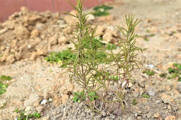 地植えのローズマリー