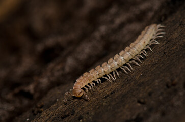 Flat-backed millipedes on a fallen trunk. Cubo de La Galga. Puntallana. La Palma. Canary Islands. Spain.