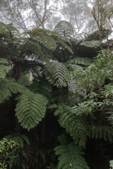 Fougères - Forêt de Bélouve - Ile de La Réunion