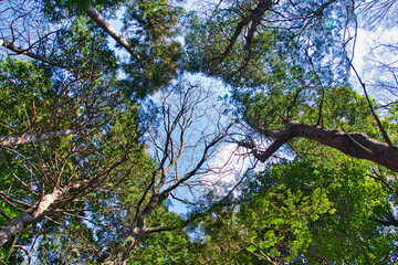 樹木と青空