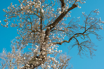 Primera floración de un viejo árbol almendro a finales del invierno anunciando la próxima llegada de la primavera