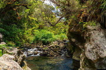 Bassin des Hirondelles- Forêt de Bébour - Ile de La Réunion © Erwann