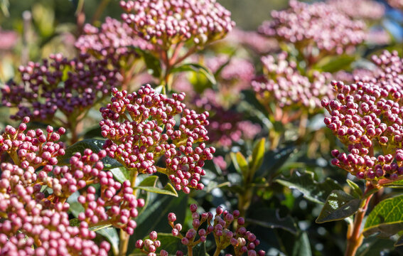 Planta arbusto Viburnum tinus antes de la floraci&oacute;n a finales de invierno anunciando la llegada de la primavera