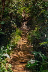 Sentier de randonnée - Forêt de Bébour - Ile de La Réunion