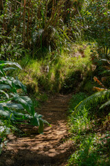 Naklejka premium Sentier de randonnée - Forêt de Bébour - Ile de La Réunion