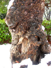 雪の降った翌朝の住宅地の公園の枯木風景
