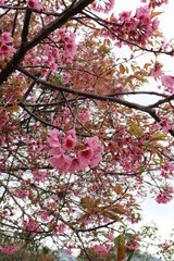 pink cherry blossom in Chaingmai