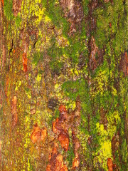 雪解けの水に濡れる苔むす欅の古木の幹