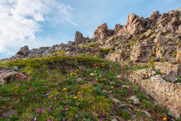 Colorful high mountain landscape with orange trollius flowers and green grasses on sharp rocks in bright sun. Many vivid flowers on rocky mountains in sunlight under cloudy sky in changeable weather.