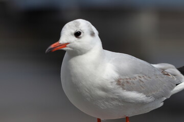 Fototapeta premium かもめ