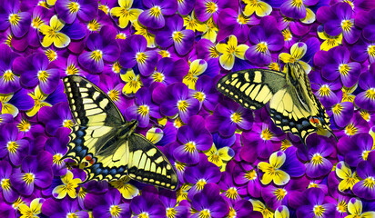bright colorful swallowtail butterflies on violets flowers