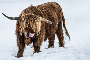 Funny Animals background - Scottish highland cow with tongue out in winter with snow, cow in snowy field in the beautiful black forest