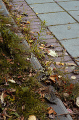 Obraz premium Autumn foliage on the road