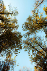 Crowns of autumn trees
