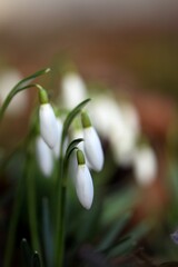 Early spring flowers white snowdrops closeup, bokeh garden background, spring awakening.