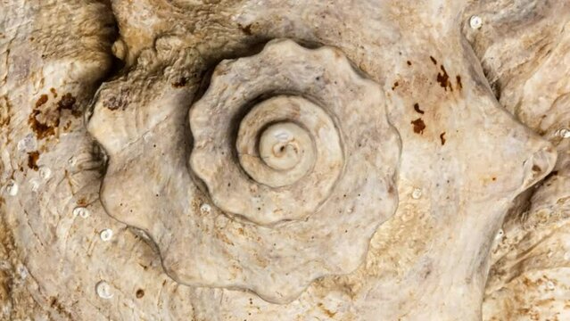 Macro 4k video of a spiral seashell rotating in a circle. Mollusk seashell texture. Studio shooting. 60 fps.
