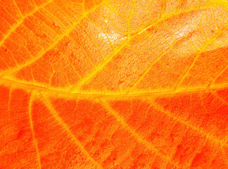 The texture of the autumn orange leaf of the walnut tree. Autumn leaf. Yellow and orange colors. Textured evect. background image. Template for text. Beauty in nature.