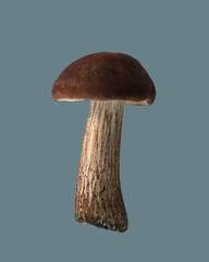 Edible mushroom birch.
