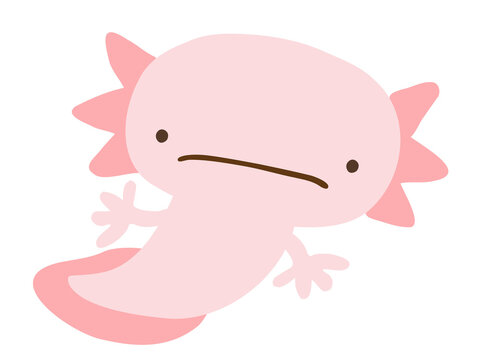 メキシコサンショウウオ Images Browse 215 Stock Photos Vectors And Video Adobe Stock