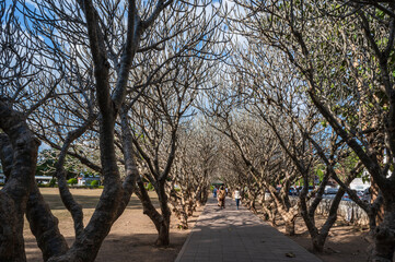 Fototapeta premium Nan.thailand-19.12.2020:Unacquainted People walking at frangipani tree tunnel in nan national museum.Nan National Museum is another interesting place that you want to visit