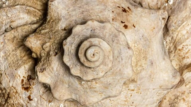 Macro 4k video of a spiral seashell rotating in a circle. Mollusk seashell texture. Studio shooting. 60 fps.
