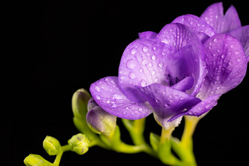 Purple freesia flower with drops of dew, macro isolated against a black background. The branch of freesia with flowers
