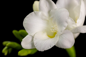 White freesia flower, macro isolated against a black background. The branch of freesia with flowers, buds