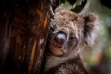 koala bear in tree