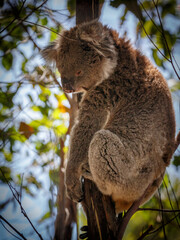 koala in tree