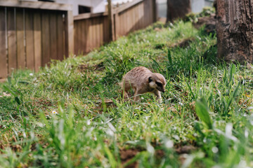 Group of meerkat on grass