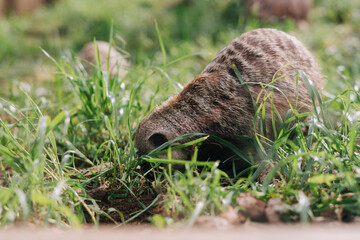 Group of meerkat on grass