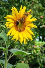 fleißige Insekten – Sonnenblume
