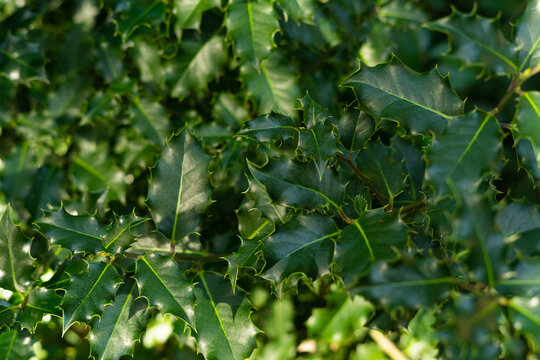 Holly leaves filling the entire frame