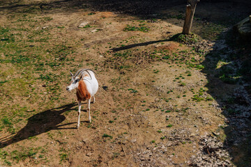 Wild goat standing on the ground