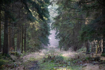 A forest landscape with tall green firs and bumpy road in the middle