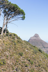 tree in the mountains 